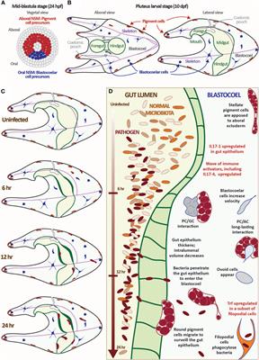 An Organismal Model for Gene Regulatory Networks in the Gut-Associated Immune Response